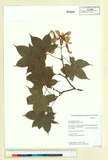 ئW:Acer flabellatum Rehder