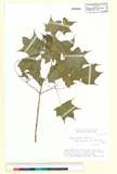 ئW:Acer mono var. glabrum (H. L?v. & Vaniot) H. Hara