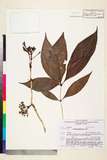 ئW:Mycetia glandulosa Craib
