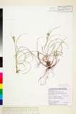 中文種名:Carex fibrillosa Franch. & Sav.