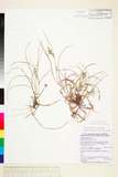 ئW:Carex fibrillosa Franch. & Sav.