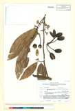 ئW:Polyalthia simiarum (Buch.-Ham. ex Hook. f. & Thomson) Hook.