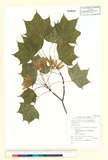 ئW:Acer mono var. marmoratum (Nicholson) H. Hara