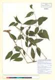 ئW:Aralia spinifolia Merr.