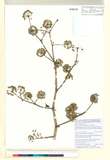 ئW:Aralia spinifolia Merr.