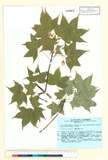 ئW:Acer pictum Thunb. ex Murray subsp. dissectum (Wesm.) H. Oha
