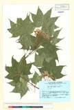 ئW:Acer pictum Thunb. ex Murray var. mono (Maxim.) H. Ohashi