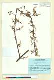 ئW:Acer crataegifolium Siebold & Zucc.