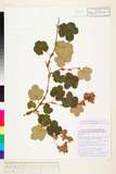 ئW:Rubus hayata-koidzumii Naruh. var. macrophyllus Naruh.