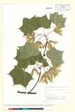 ئW:Acer pictum Thunb. subsp. mayerii (Schwer.) H. Ohashi