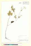 中文種名:三葉茴香
