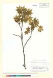 ئW:Acer pictum Thunb. subsp. mono (Maxim.) H. Ohashi