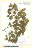 ئW:Acer tenuifolium (Koidz.) Koidz.