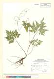 ئW:Osmorhiza aristata (Thunb.) Rydb. var. montana Makino