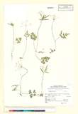 ئW:Pternopetalum trichomanifolium (Franch.) Hand.-Mazz.