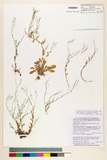 ئW:Arabidopsis lyrata (L.) O'Kane & Al-Shehbaz subsp. lyrata (F