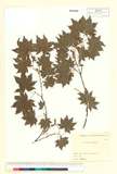 中文種名:Acer sieboldi...