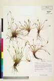 ئW:Carex digyne TANG & WANG