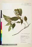 ئW:Ophiorrhiza succirubra King ex Hook. f.