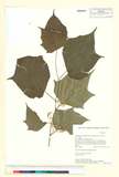 ئW:Alangium chinense (Lour.) Harms subsp. strigosum W.P. Fang