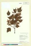 ئW:Acer pectinatum Wall. ex G. Nicholson