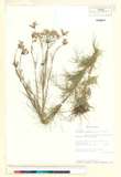 ئW:Ptilimnium nuttallii (DC.) Britton