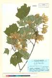 ئW:Acer pictum Thunb. ex Murray subsp. mayerii (Schwer.) H. Oha