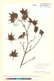 ئW:Acer palmatum Thunb. ssp. amoenum Hara