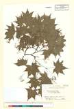 ئW:Acer palmatum Thunb. ssp. amoenum Hara