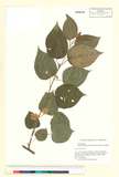 ئW:Actinidia polygama (Siebold & Zucc.) Planch. ex Maxim.