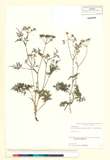 ئW:Ostericum florenti (Franch. & Savat.) Kitag.