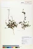 ئW:Praxelis clematidea (Griseb.) R. King & H. Robinson