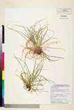 ئW:Carex tristachya Thunb.
