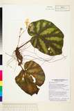 ئW:Begonia thomsonii A. DC.