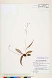 ئW:Ixeridium laevigata (Blume) Sch. Bip. ex Maxim. var. oldhami