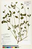 ئW:Praxelis clematidea (Griseb.) R. King & H. Robinson