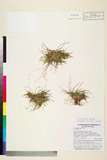 ئW:Carex horsfieldii Boott