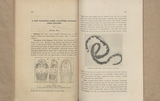 A NEW POISONOUS SNAKE(CALLIOPHIS IWASAKII)FROM LOO-CHOO