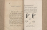 Descriptions of two new Species of the Family Vespidae.