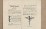 Descriptions of two New Species of Lymexylonidae from Formosa.