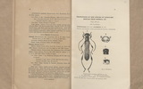 Descriptions of new Species of Longicorn Beetles from Formosa (III)