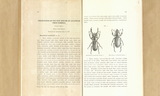 Descriptions of two new species of Lucanidae from Formosa