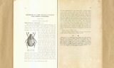 Description of a new species of Silphidae from Formosa (Coleoptera)