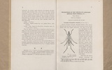 Description of new Species-of Longicorn Beetles from Formosa (V)