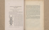 Description of a new Languriid-beetle from Formosa