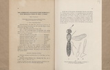 Two interesting Scelionidae from Micronesia with biological notes by Prof. T. ESAKI