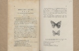 臺灣產未記錄の2種の蝶類