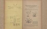 Studies on the life-forms of vascular epiphytes and the epiphyte flora of Ponape,Micronesia(II)