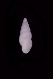 學名:Phosinella allanae