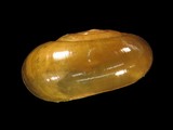 ǦW:Petalochlamys formosana